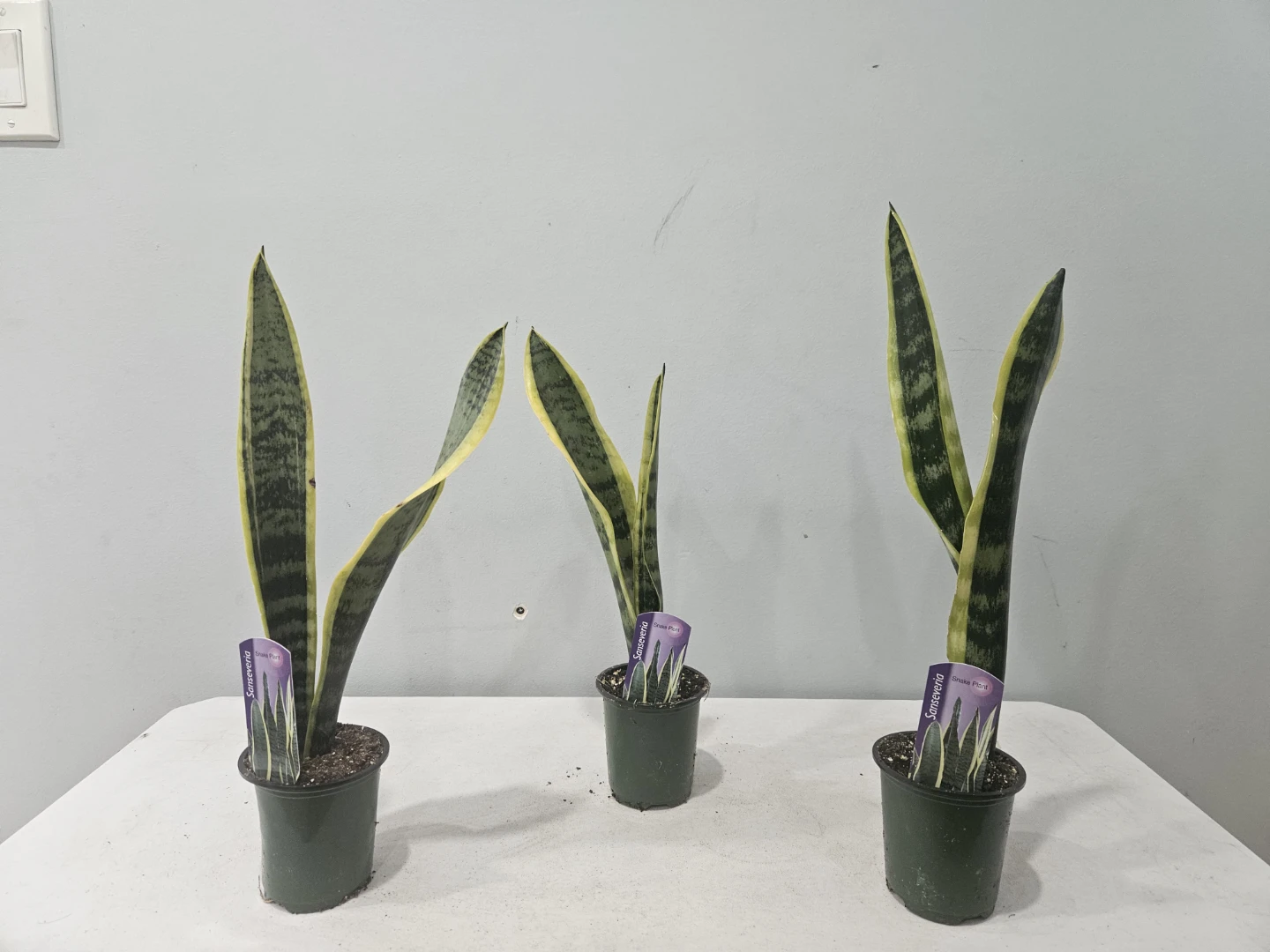 Snake (Sansevieria) Laurentii Plants ($5 each or 3 for $13) - photo 2