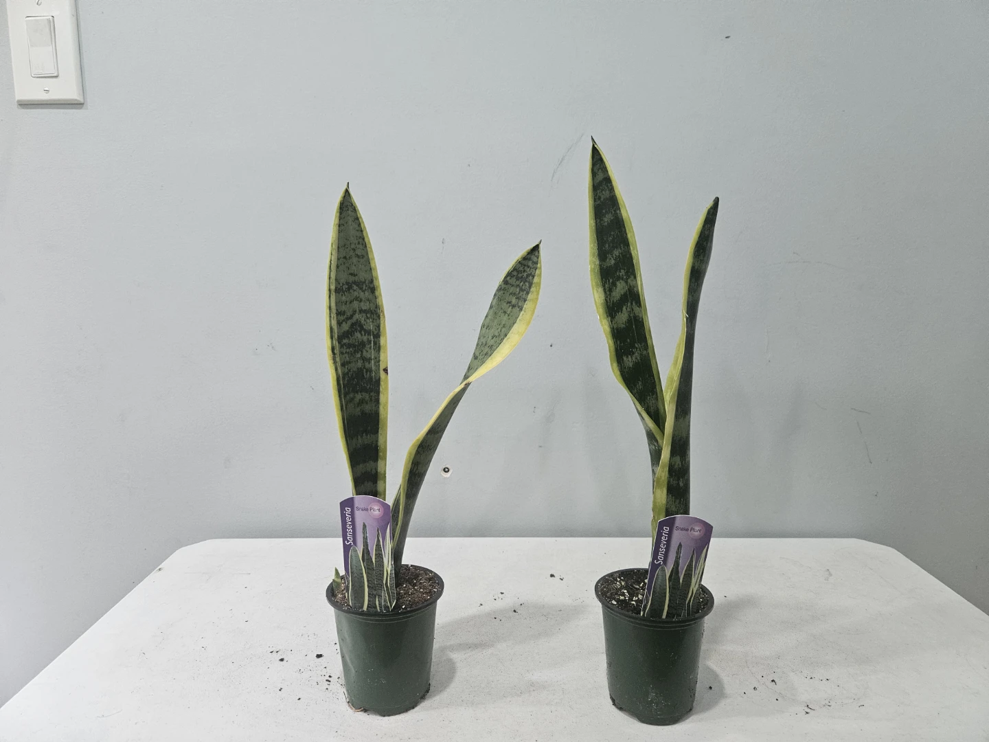 Snake (Sansevieria) Laurentii Plants ($5 each or 3 for $13) - photo 3
