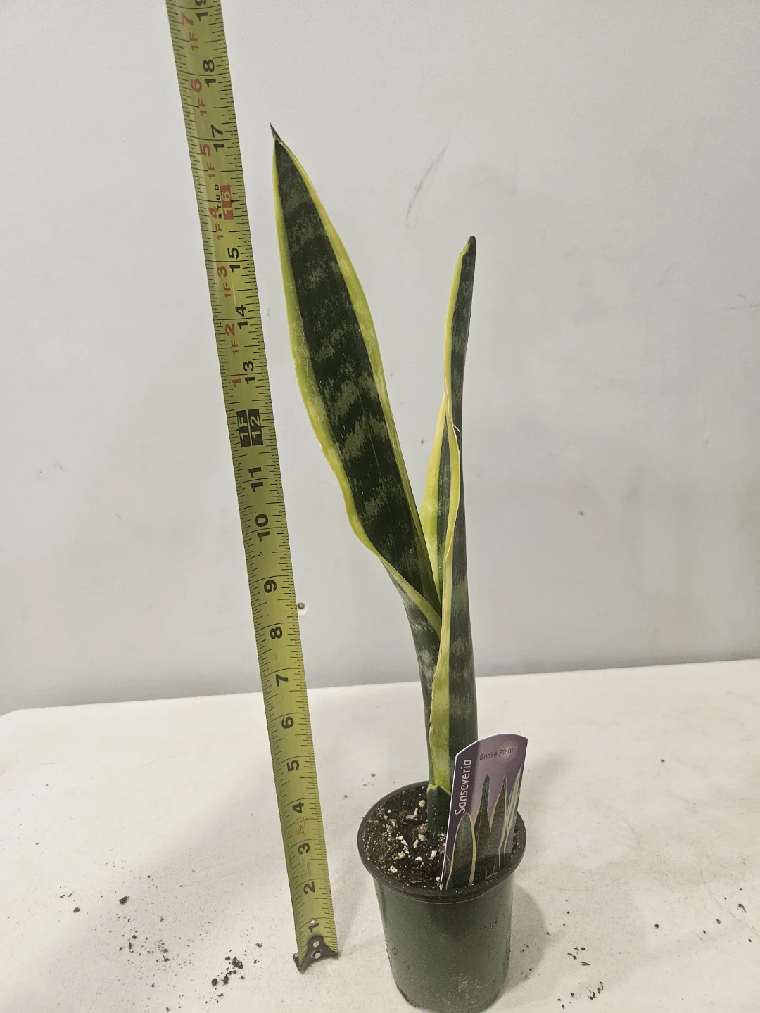 Snake (Sansevieria) Laurentii Plants ($5 each or 3 for $13) - photo 5