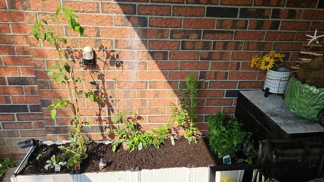 Im doing a herb harvest