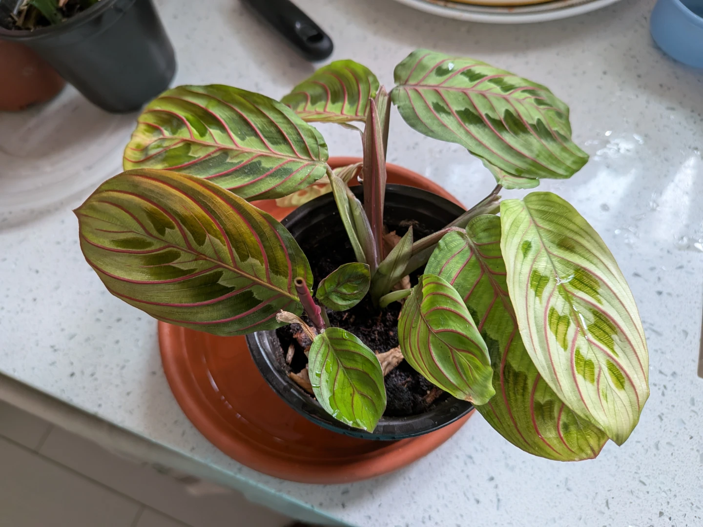Red Veined Prayer Plant