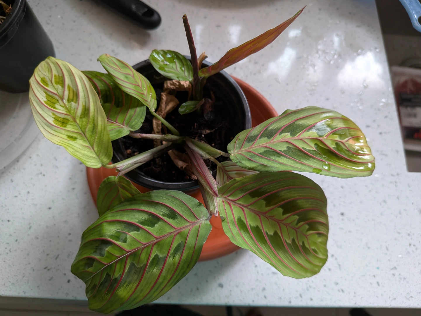 Red Veined Prayer Plant - photo 2