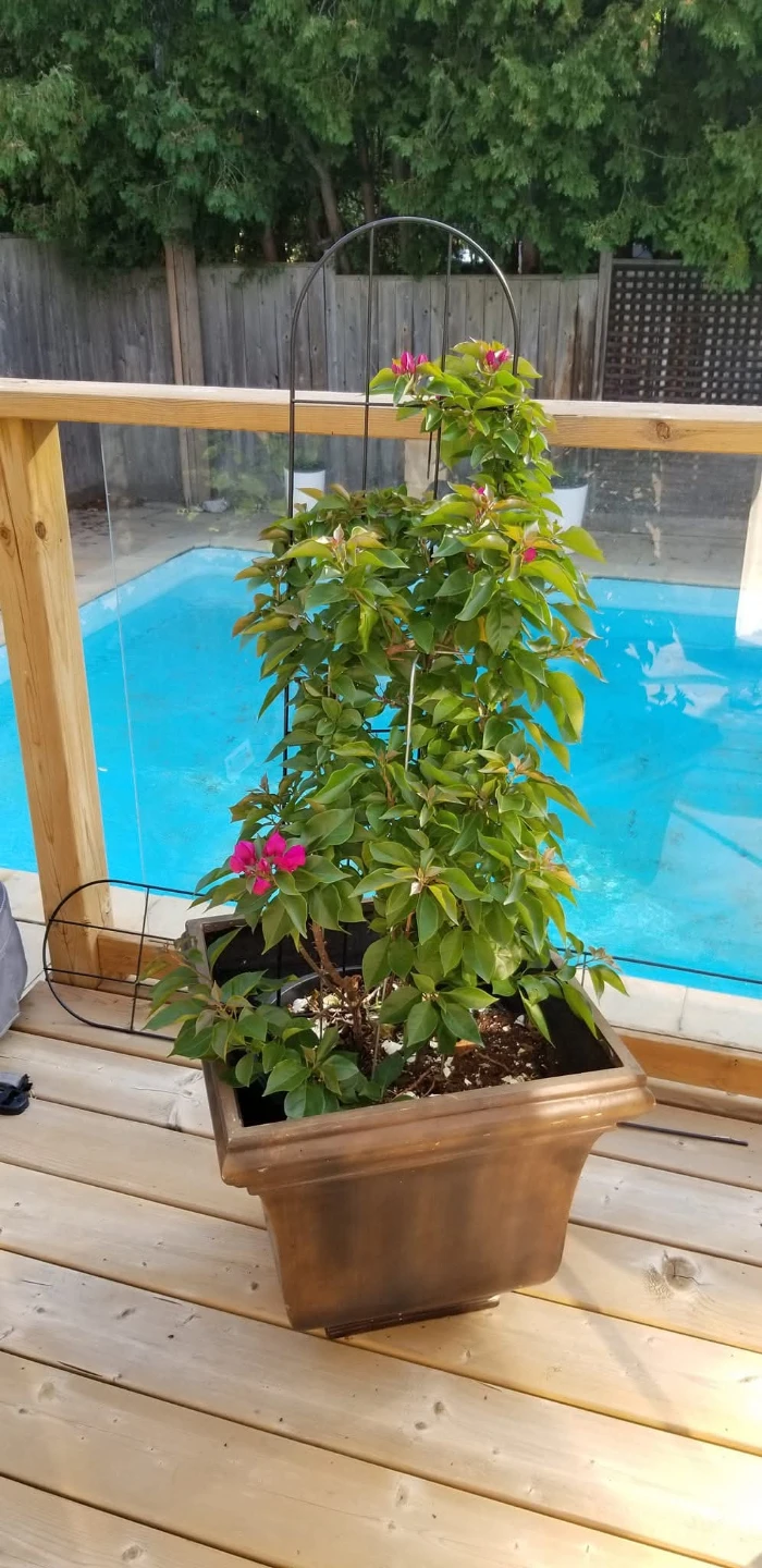 Large decorative planter pot with Bougainvillea vine - photo 5