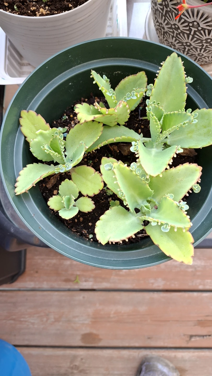 Mother of Thousands Plant