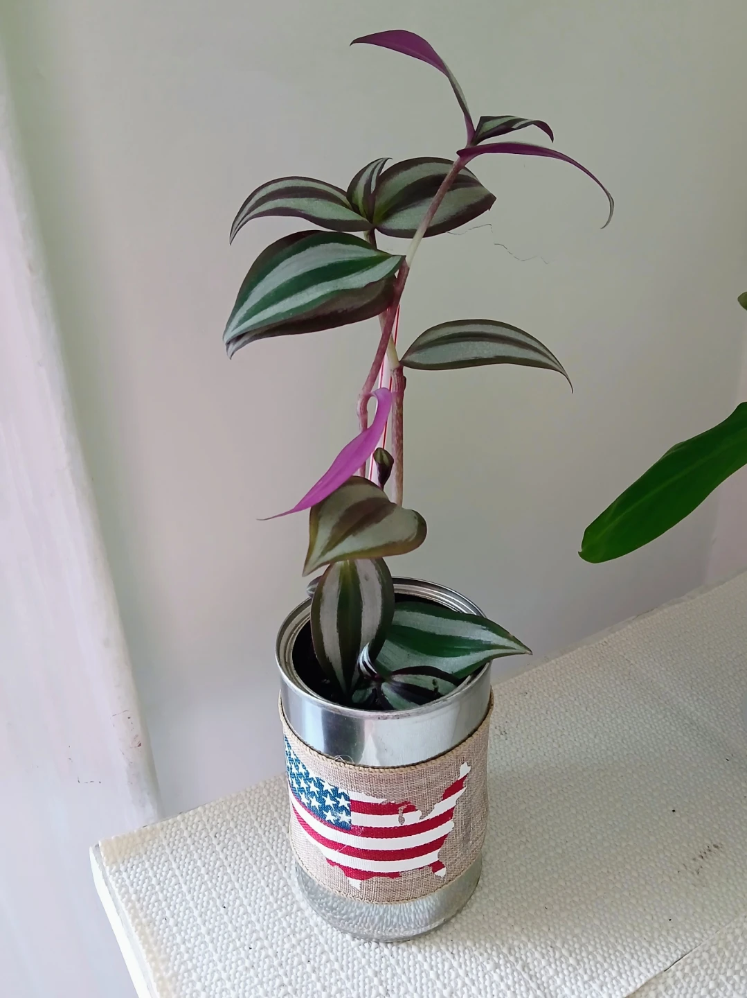 Wandering Jew Plant in Decorative Tin
