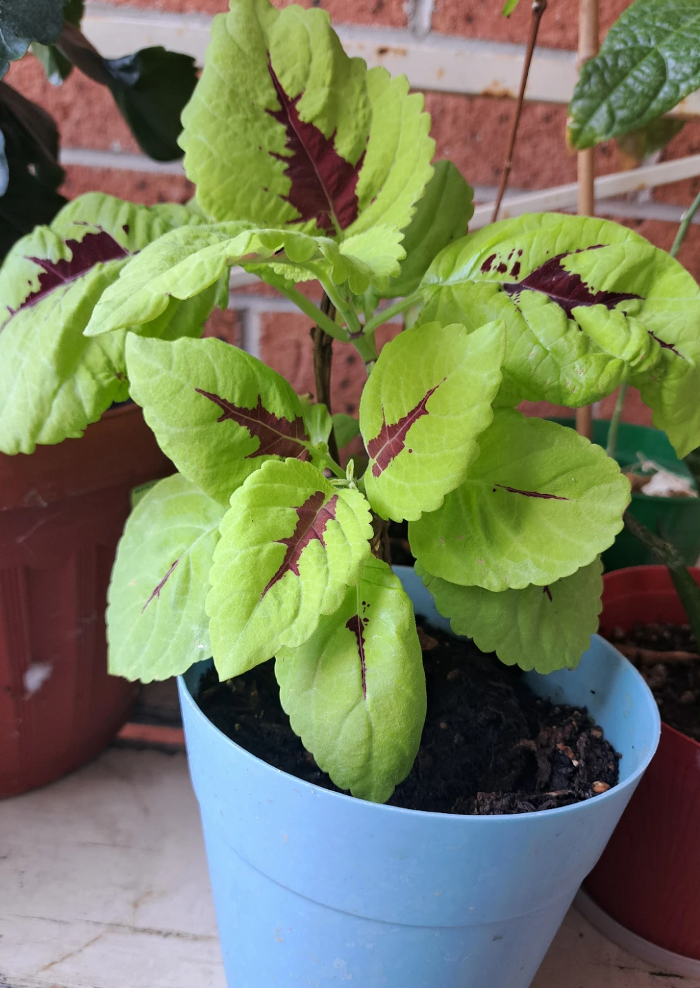 Coleus Plant