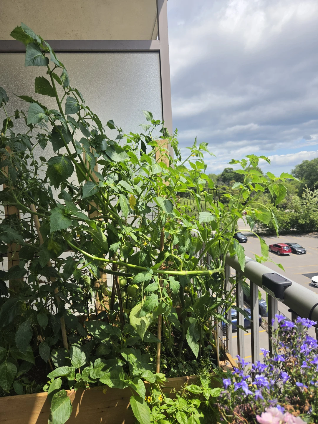 Healthy Tomattio Plants