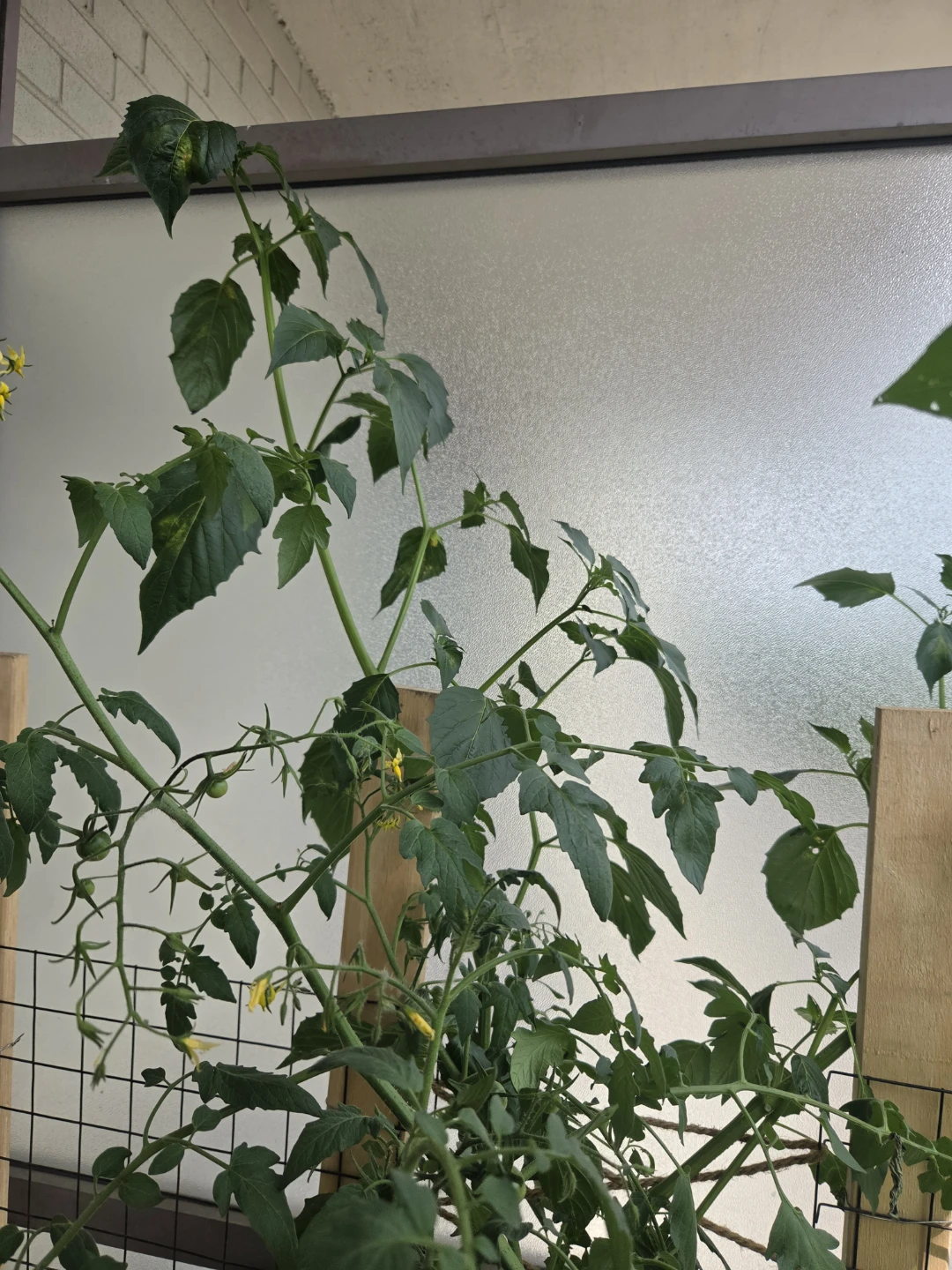 Healthy Tomattio Plants - photo 2