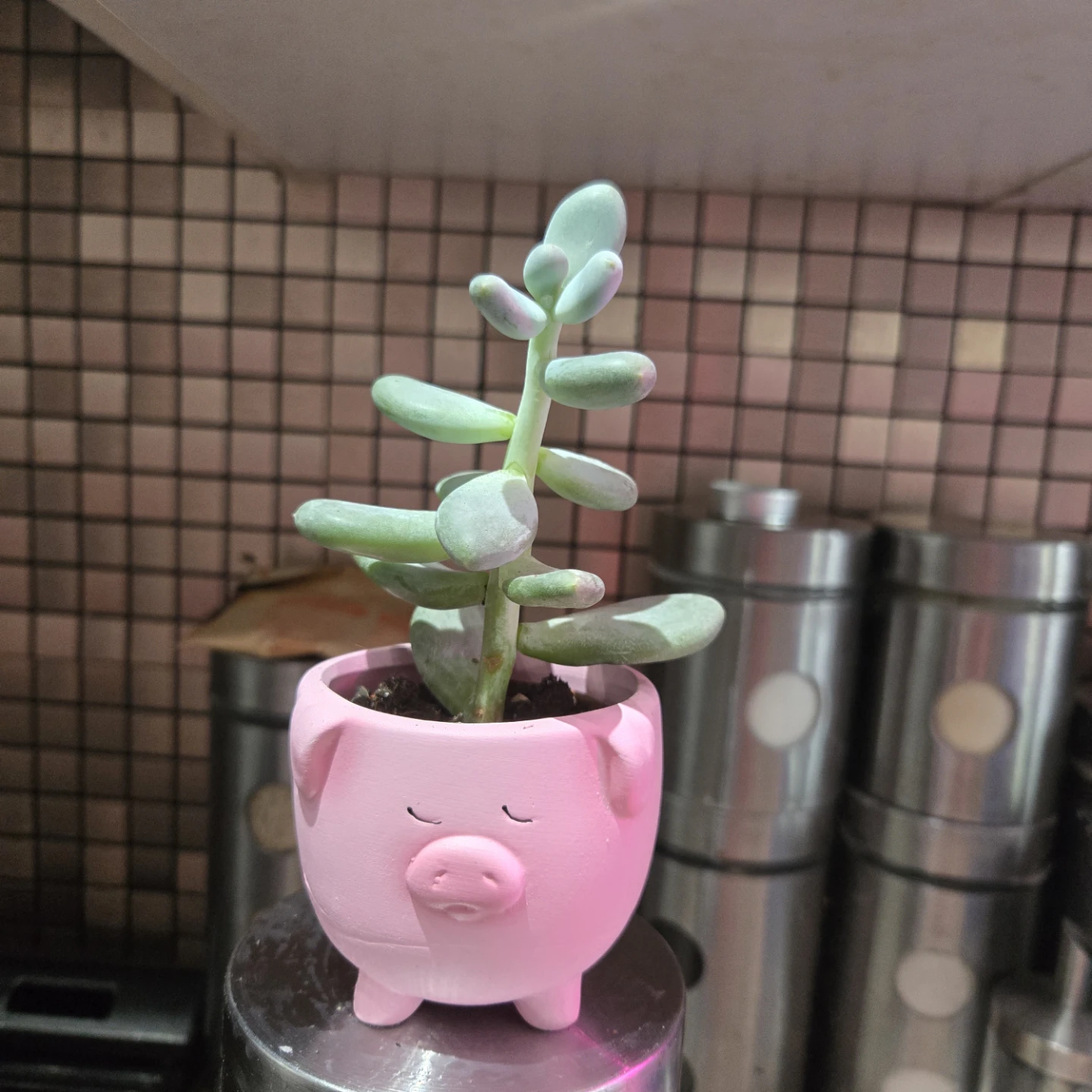 Succulent Plant in SMALL Pink Pig Pot