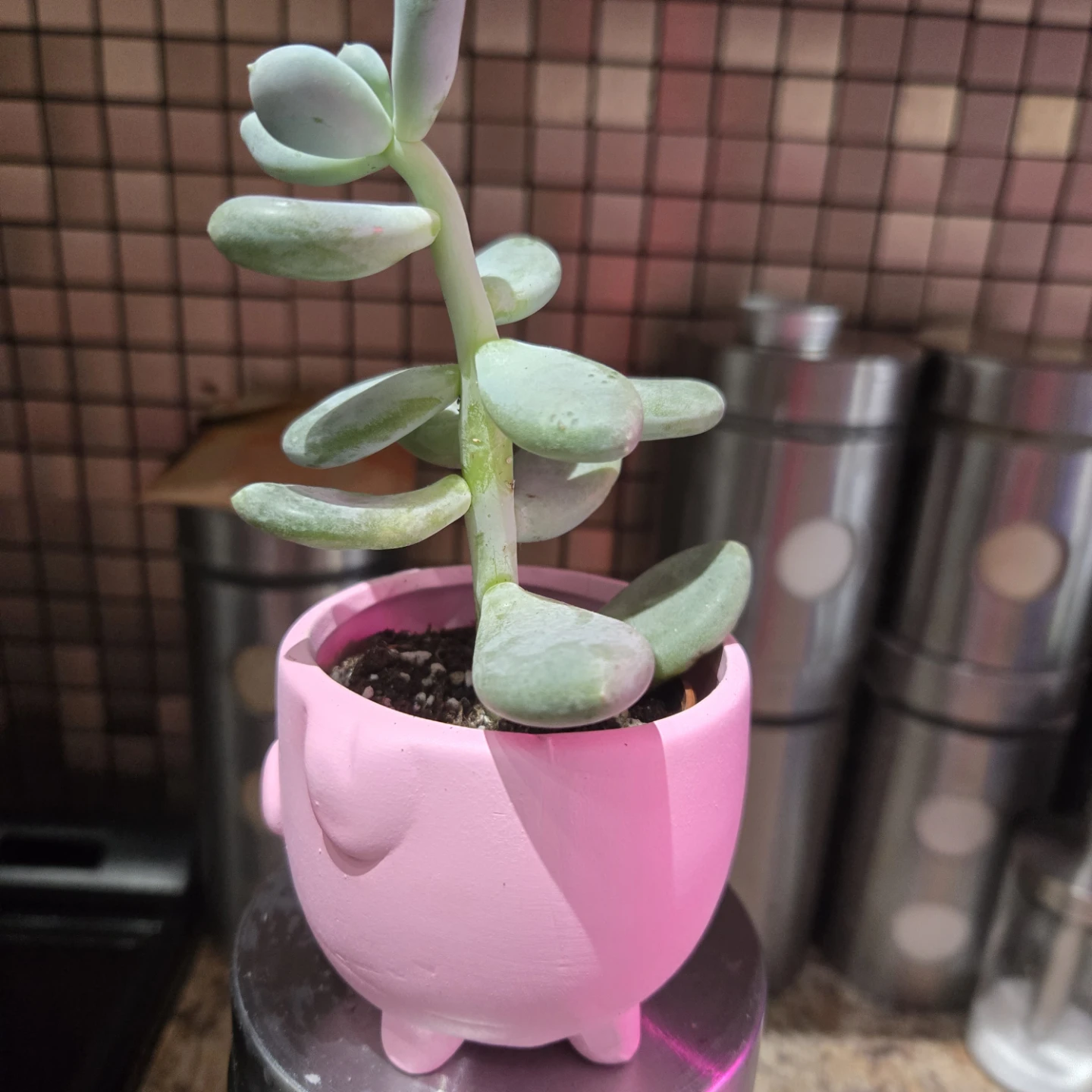Succulent Plant in SMALL Pink Pig Pot - photo 2