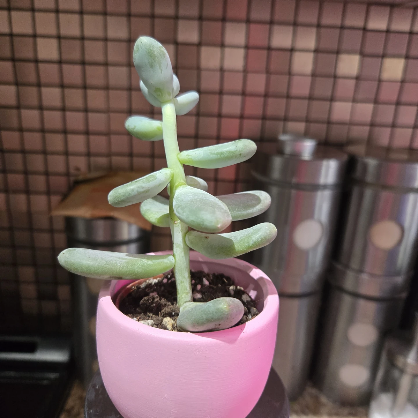 Succulent Plant in SMALL Pink Pig Pot - photo 3