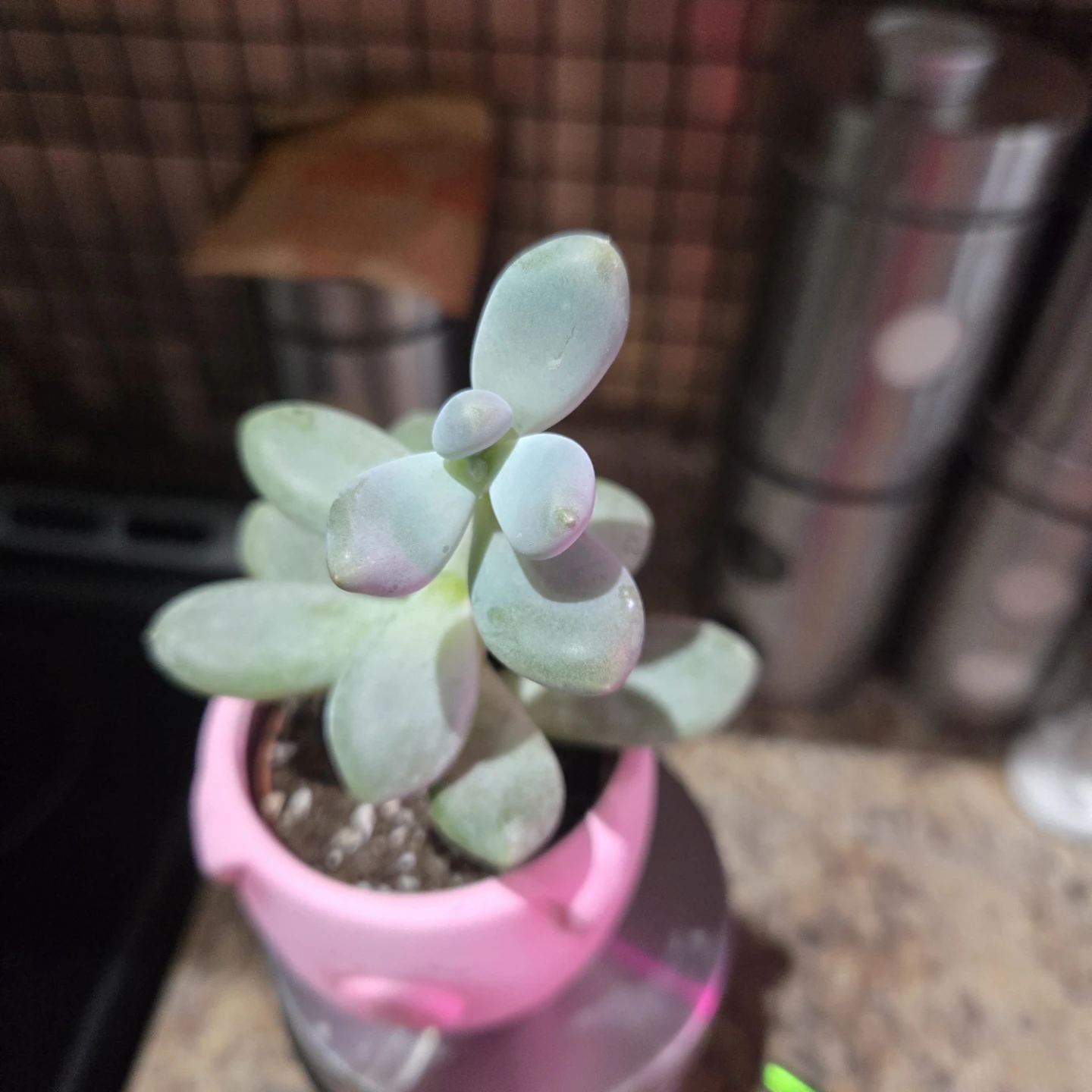 Succulent Plant in SMALL Pink Pig Pot - photo 4