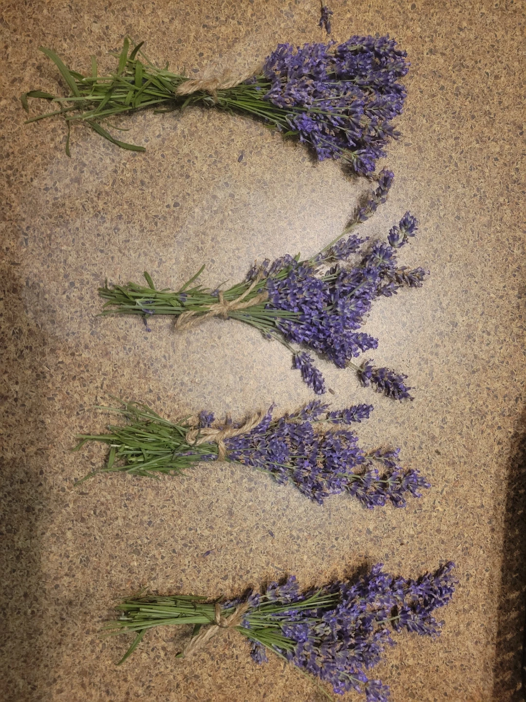 Bunch of fresh lavender flowers