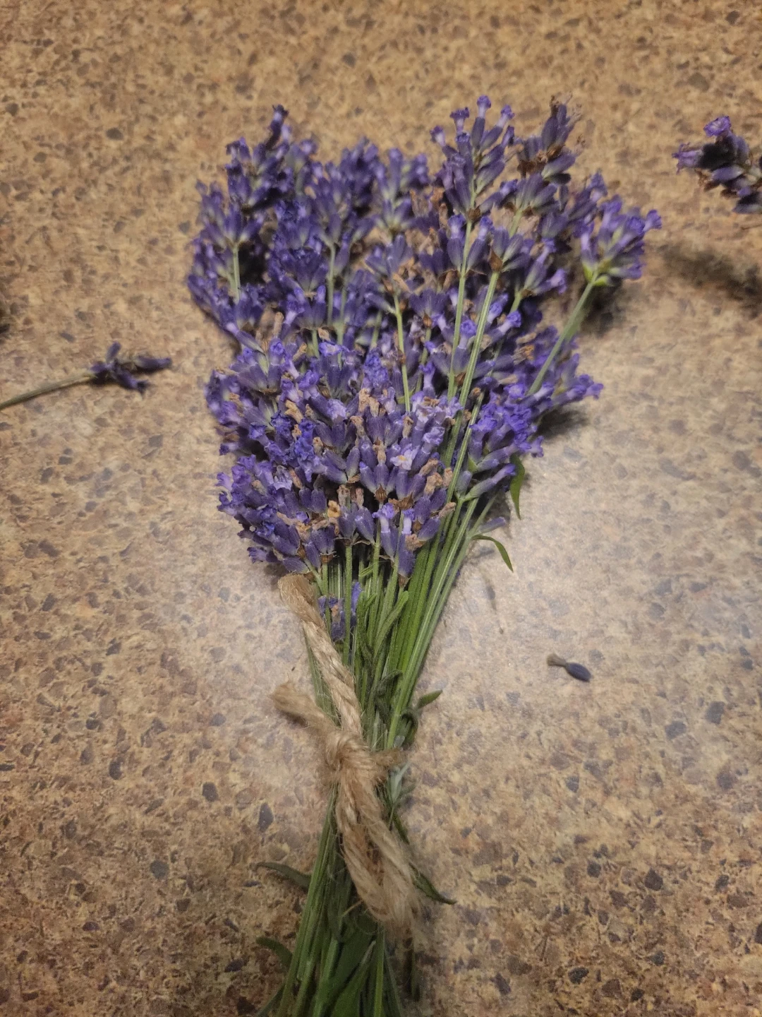 Bunch of fresh lavender flowers - photo 2