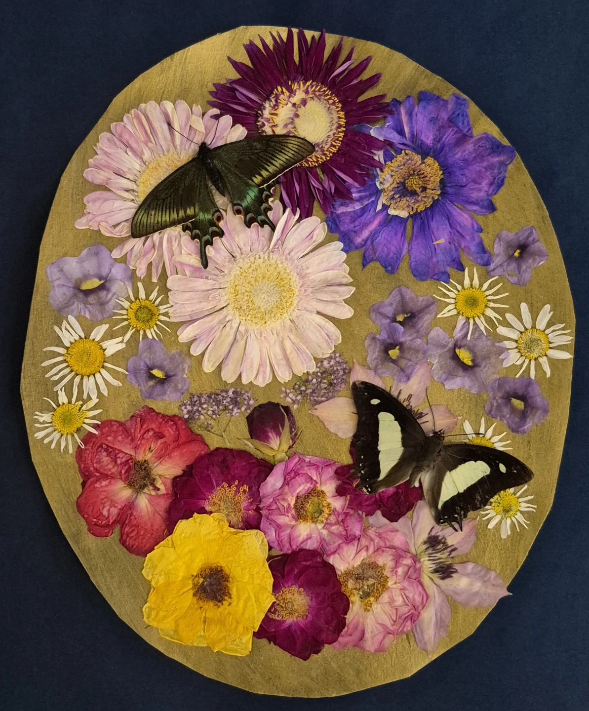Chinese Peacock and Common Nawab butterflies - photo 3