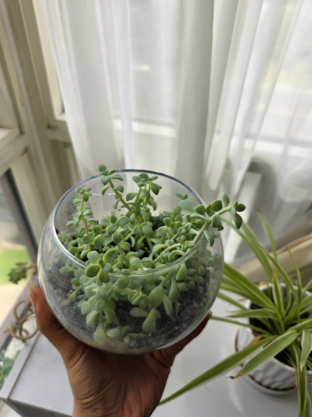 Succulents in a large glass bowl - photo 2