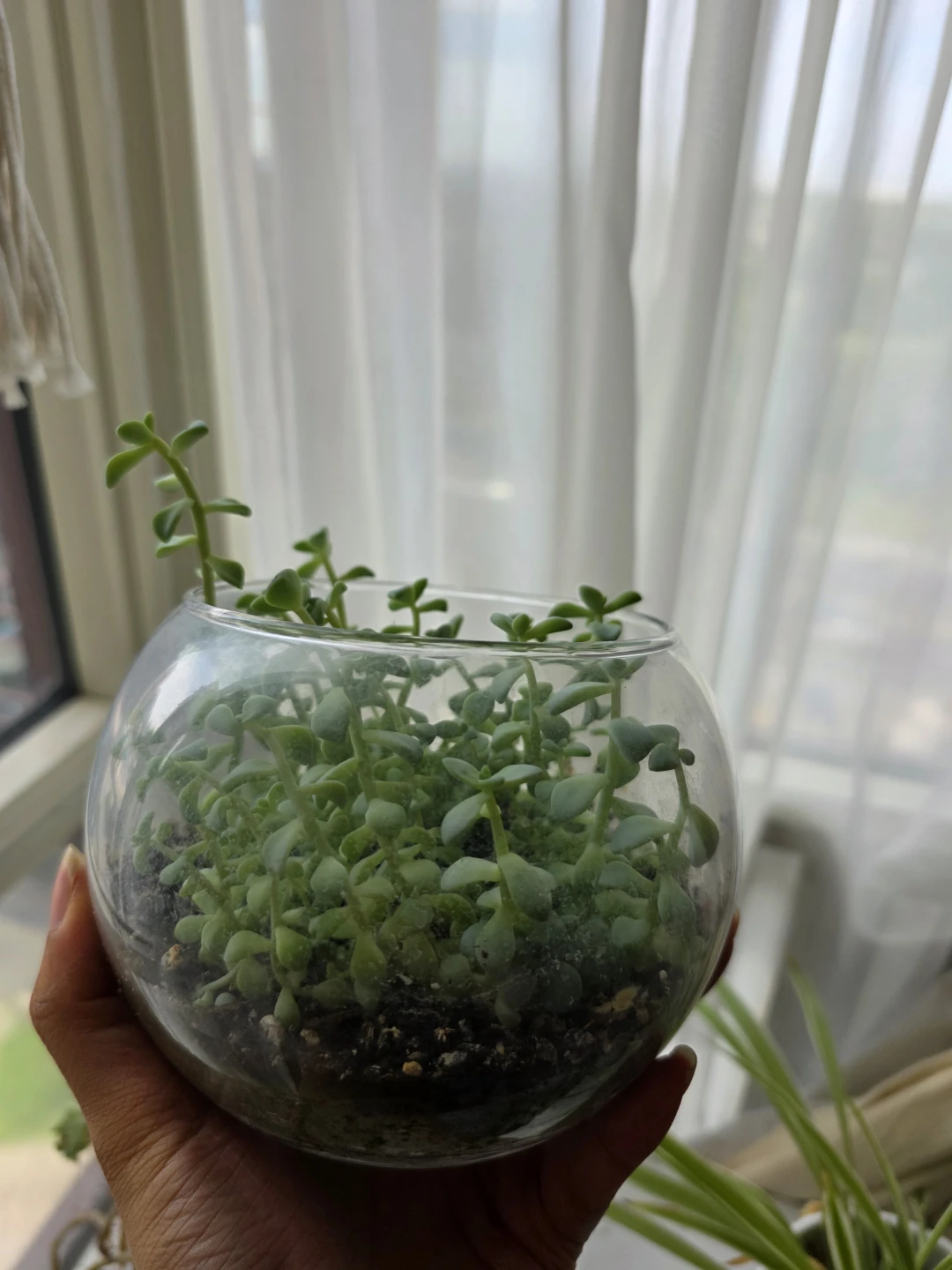 Succulents in a large glass bowl - photo 4