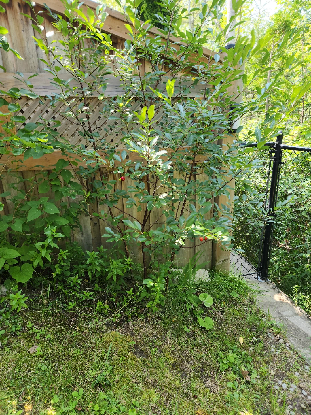 Sour cherry tree