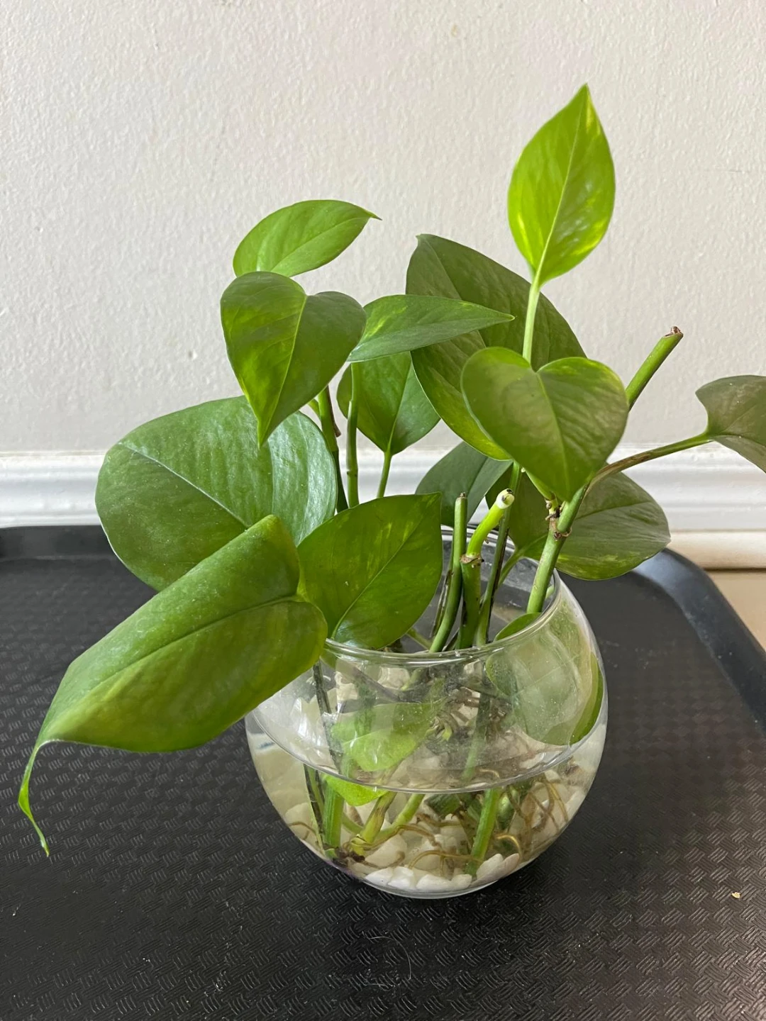 (money) Pothos Plant with Glass Vase