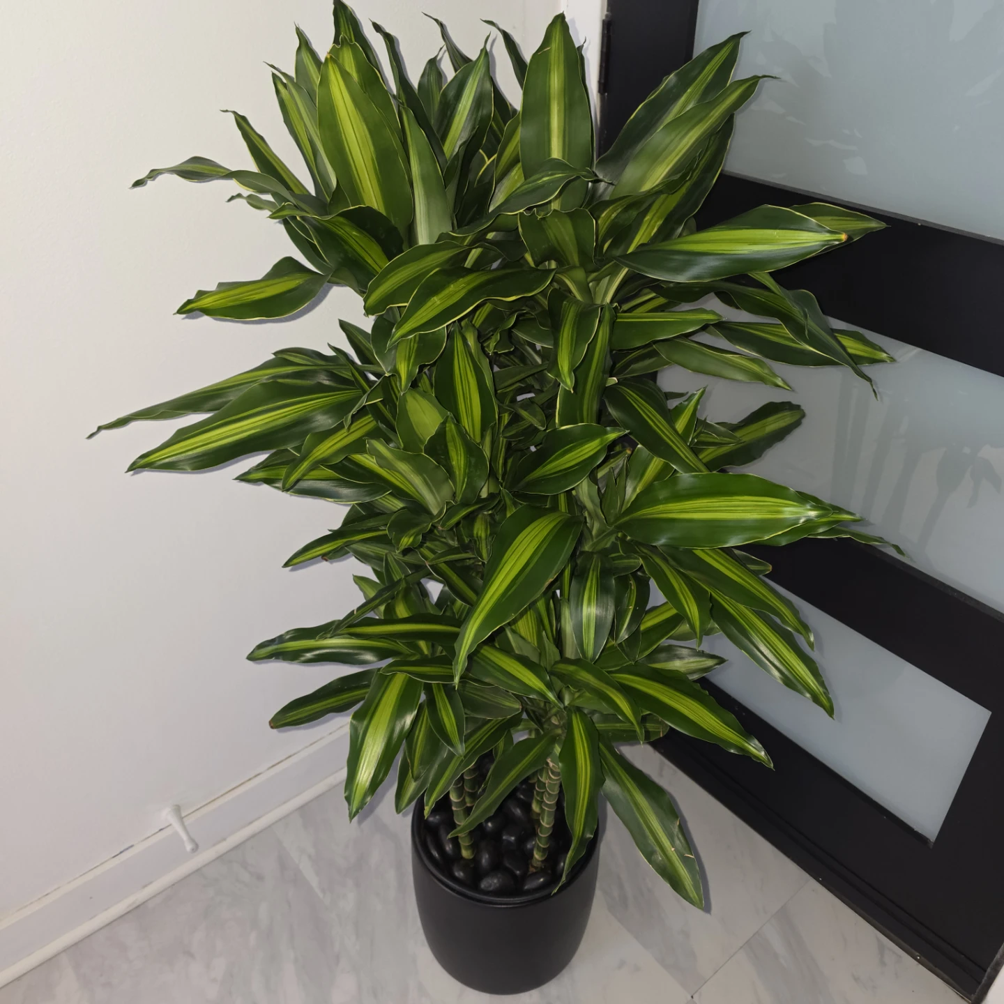 Dracaena Cintho in Ceramic with Decorative Stones
