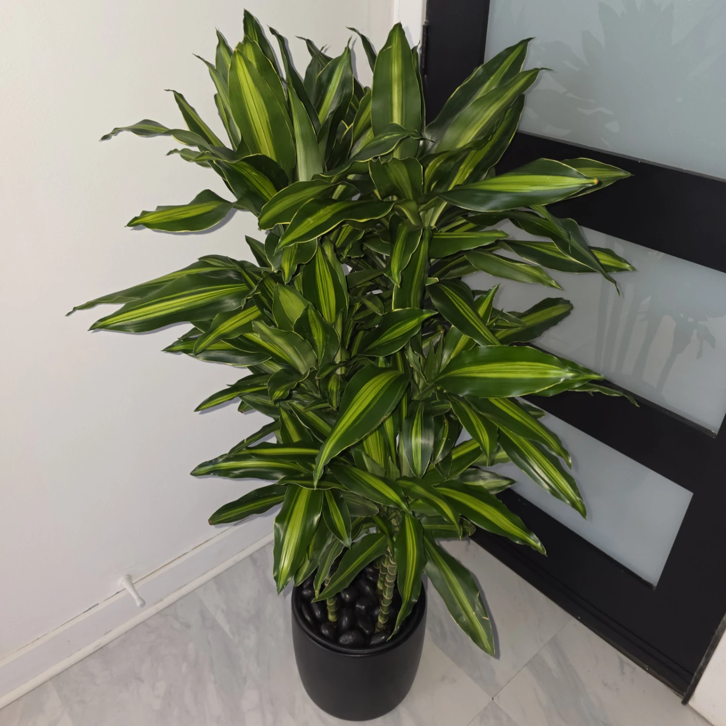Dracaena Cintho in Ceramic with Decorative Stones - photo 2