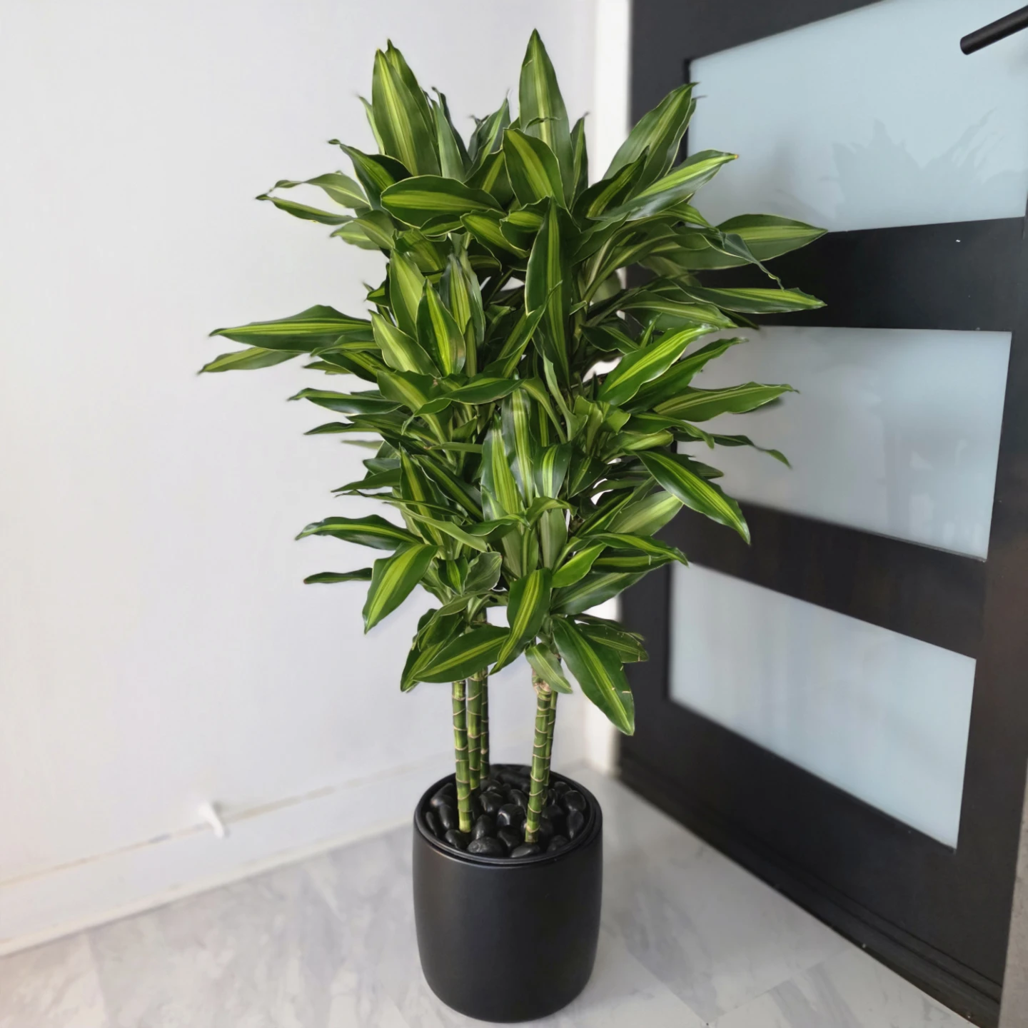 Dracaena Cintho in Ceramic with Decorative Stones - photo 3