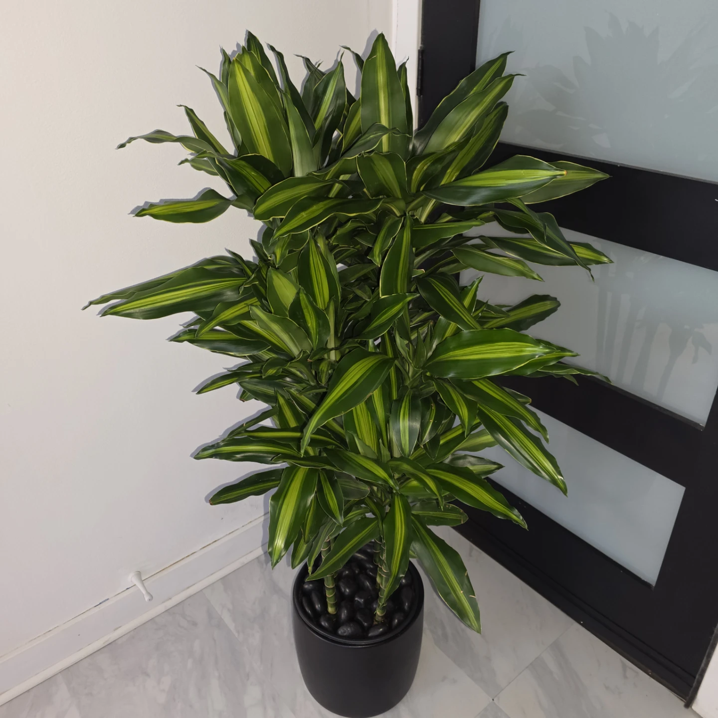 Dracaena Cintho in Ceramic with Decorative Stones - photo 4