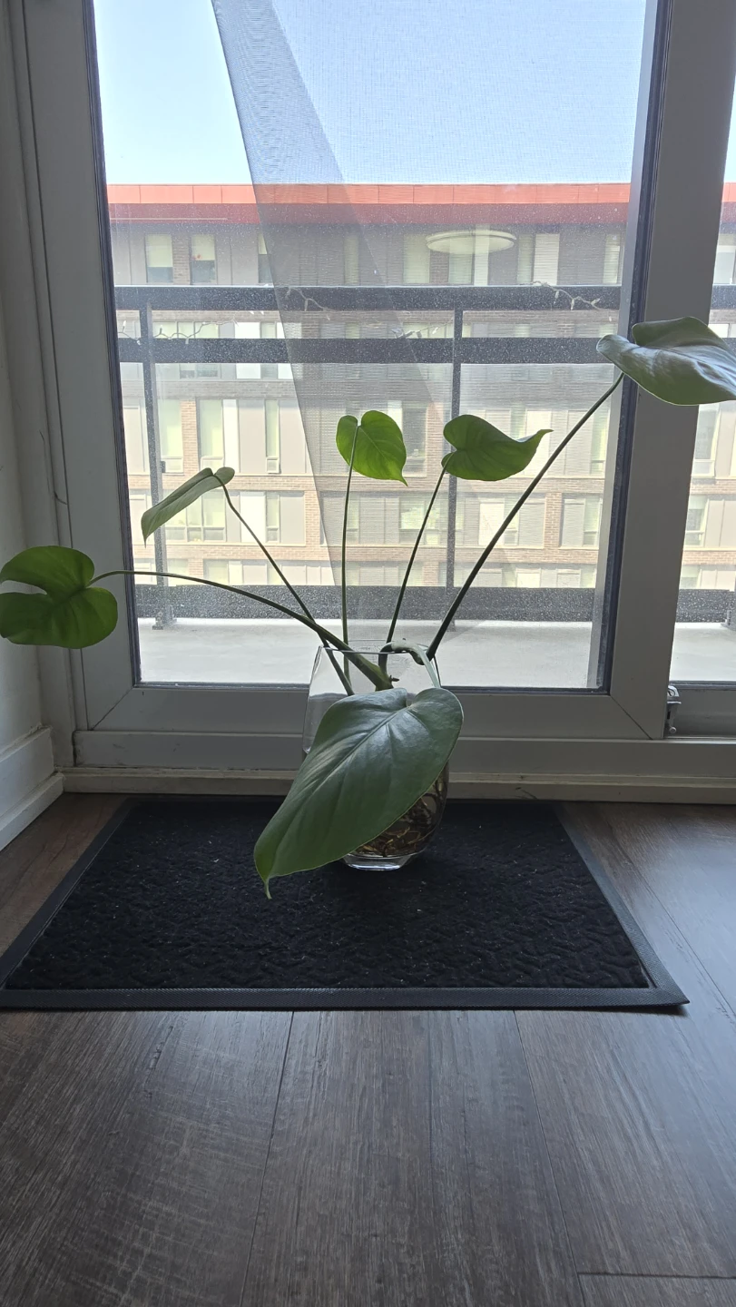 Fully Rooted Monstera Deliciosa Cuttings