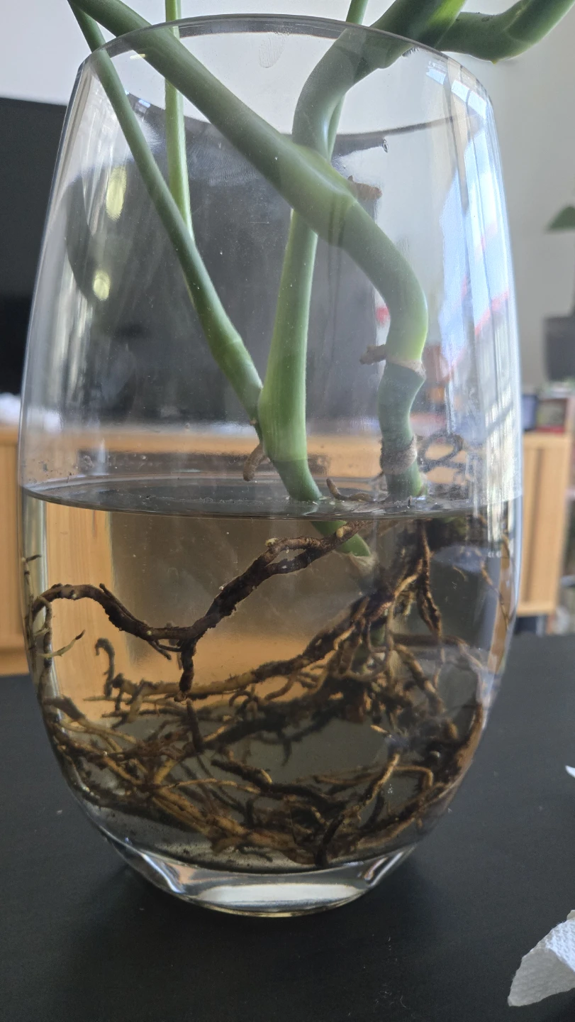 Fully Rooted Monstera Deliciosa Cuttings - photo 2