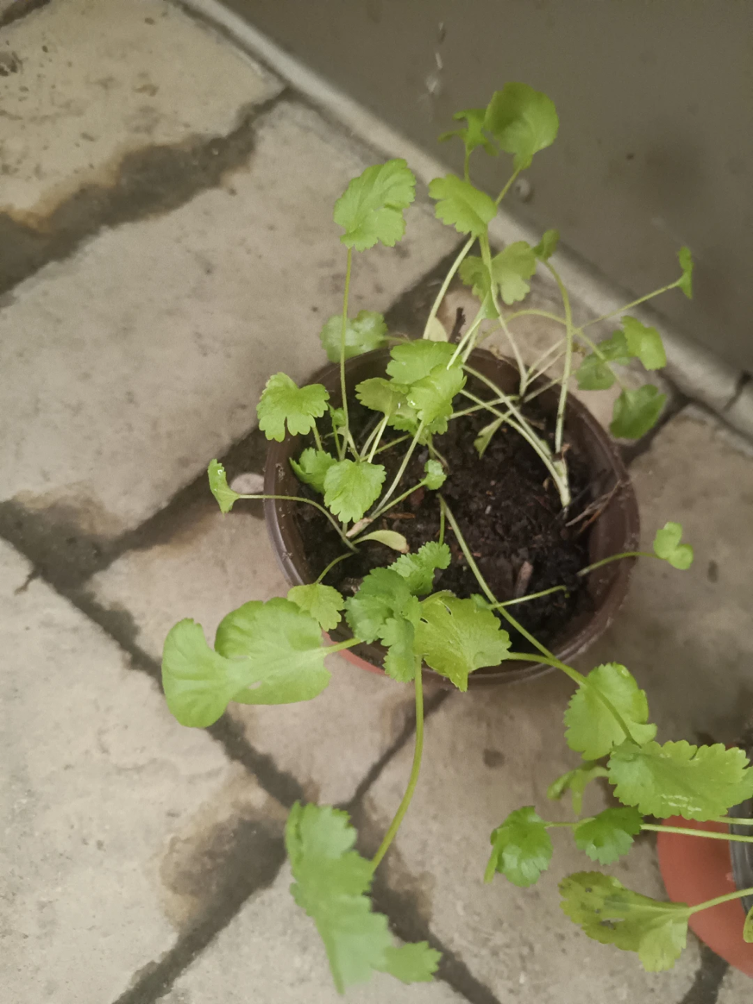 Fresh Cilantro Plant in Pot - photo 3