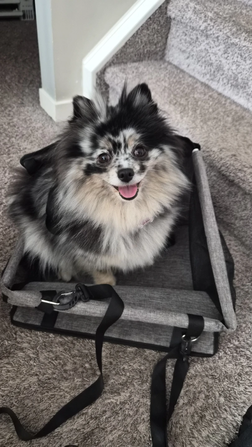 Grey Pet Car Seat Carrier