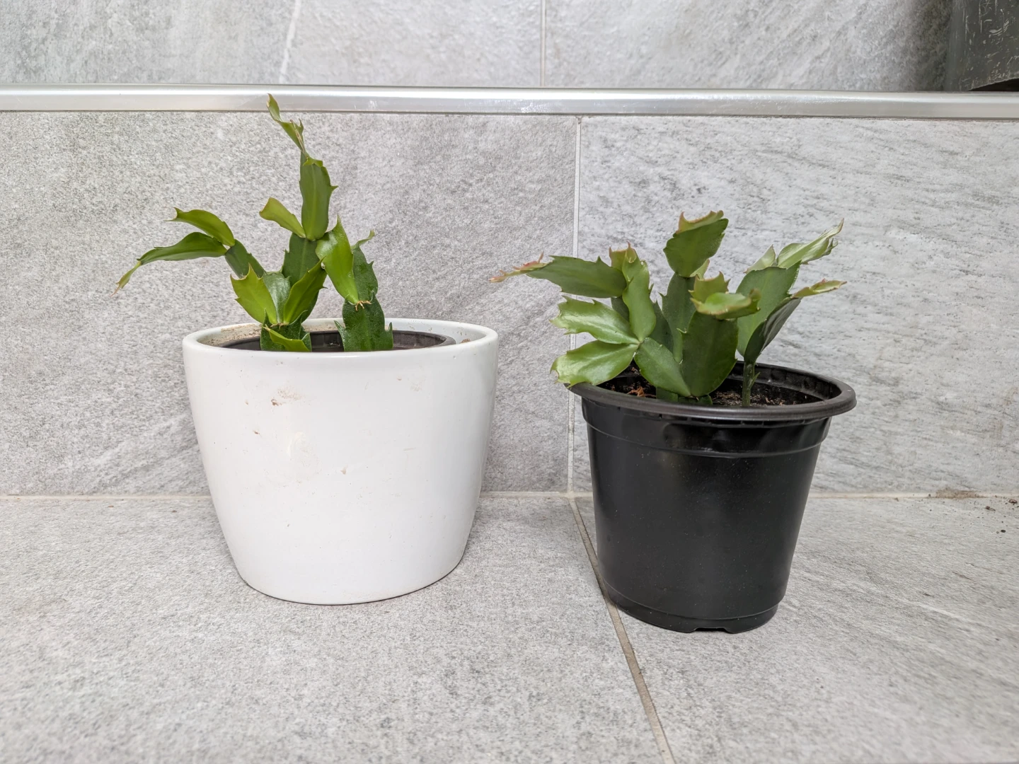 Christmas Cactus Pink Flowers