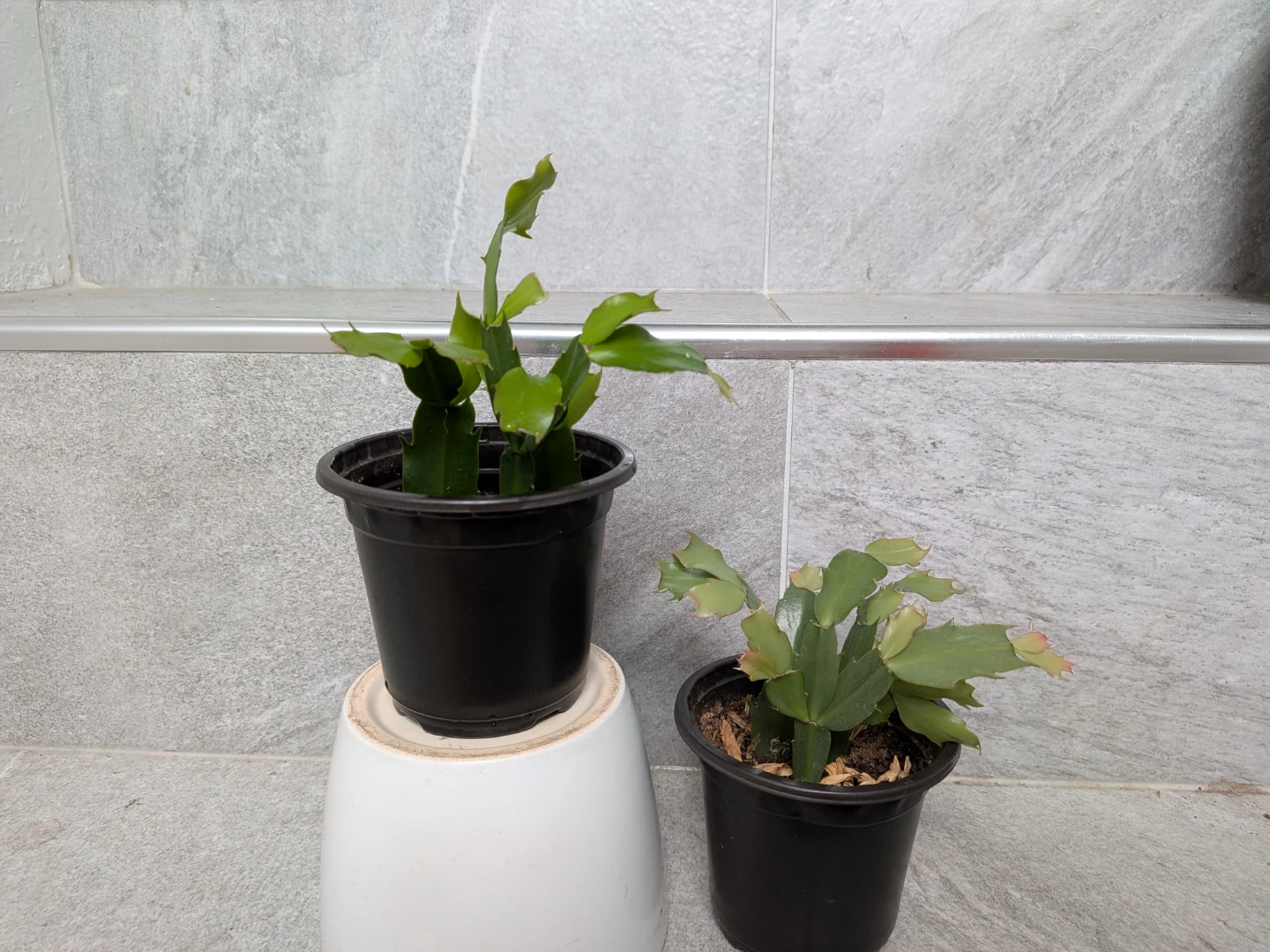 Christmas Cactus Pink Flowers - photo 2