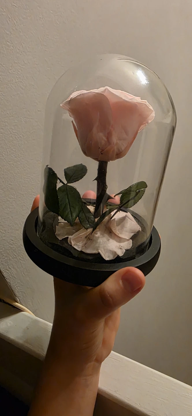 Pink Preserved Rose in Glass Dome - photo 3