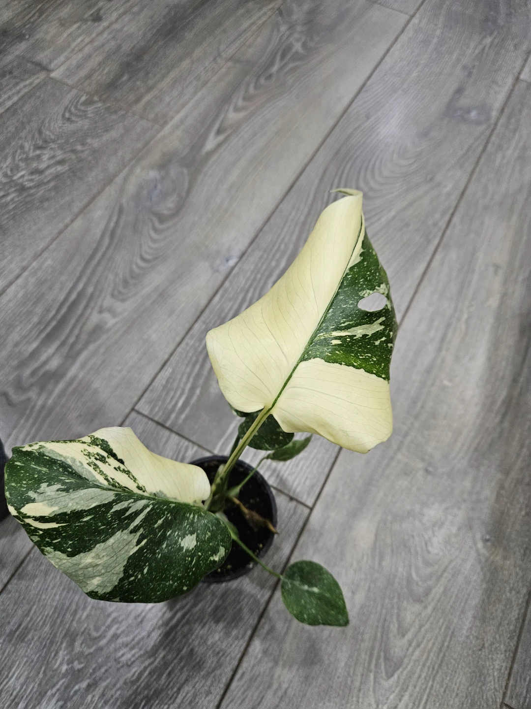 Monstera thai Variegated Houseplant - photo 4