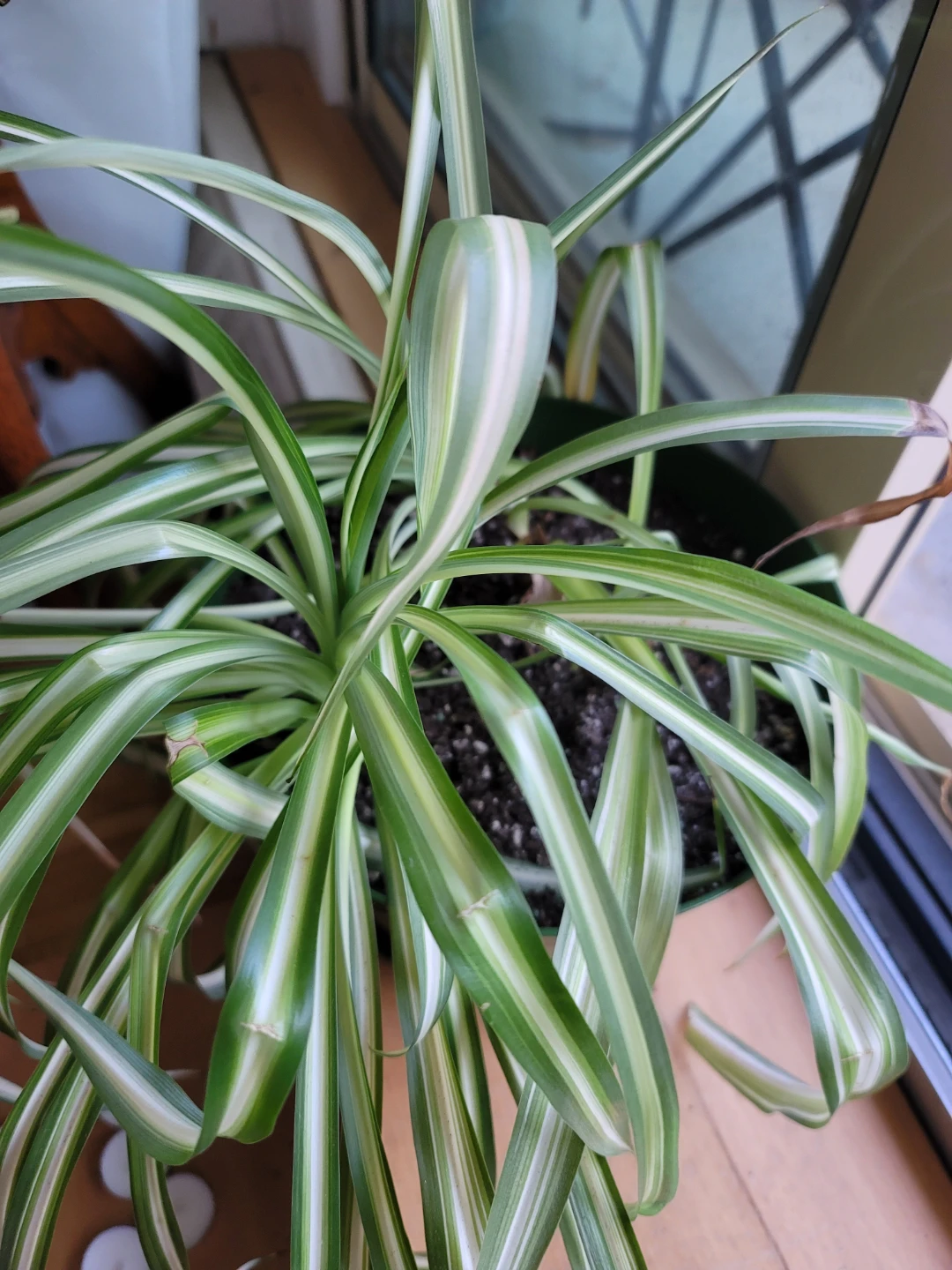 Spider Plant - photo 2