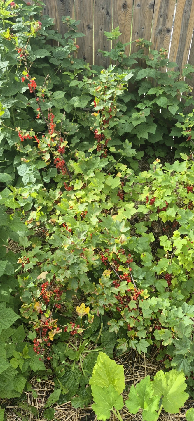 Pick your own currant - photo 4