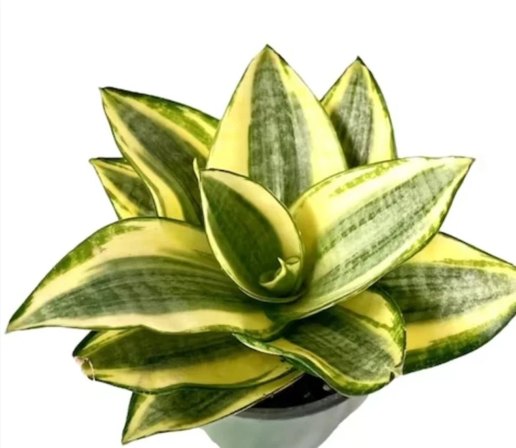 Variegated Snake Plant hakini gold