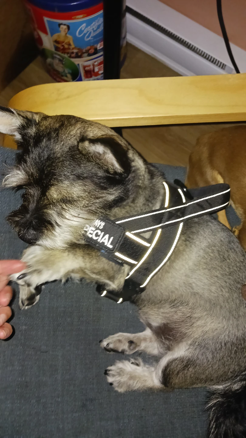 Black Dog Harness with Reflective Strips - photo 2