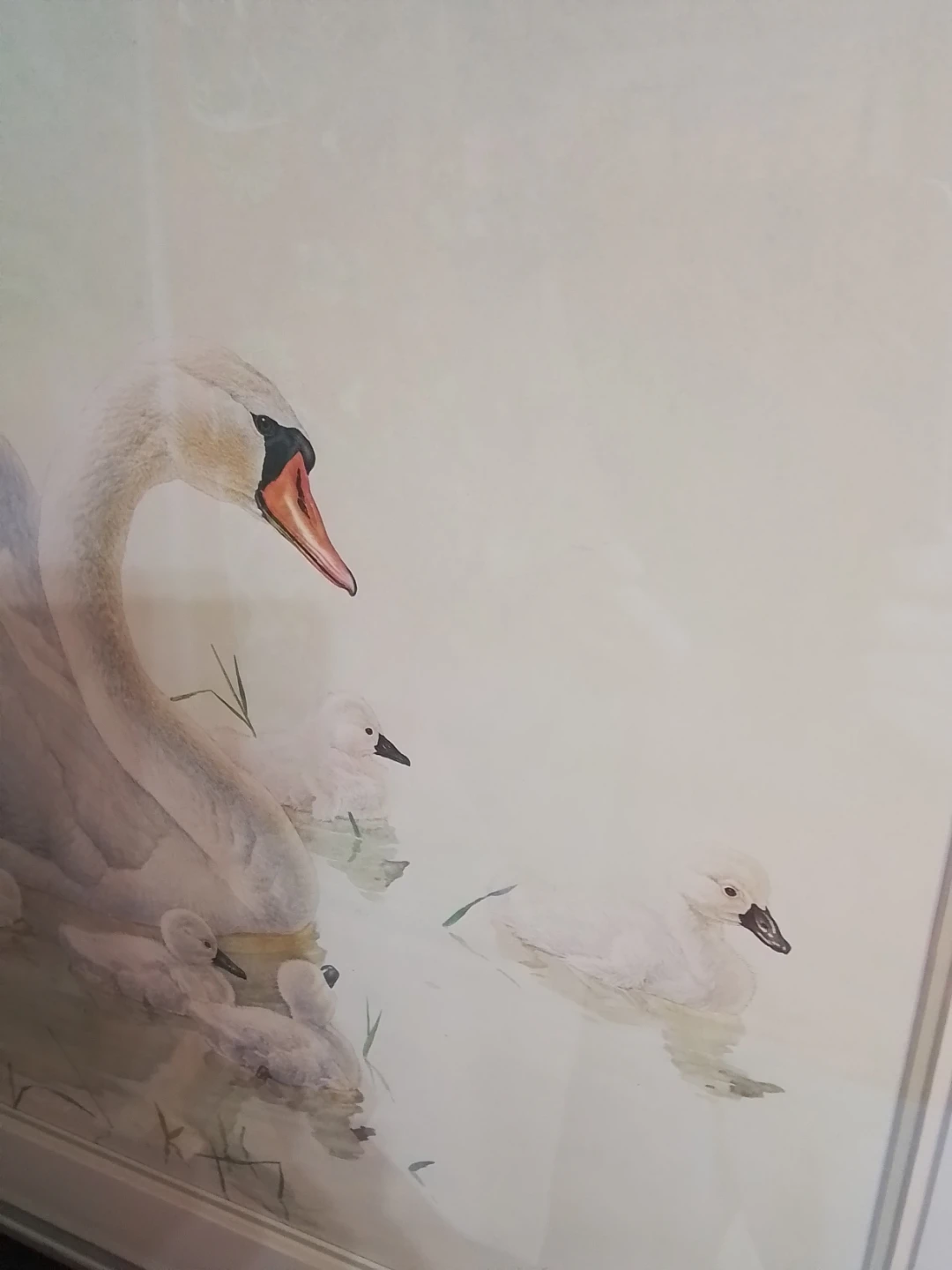 Framed Glen Loates Swan and Cygnet Art Print - photo 5