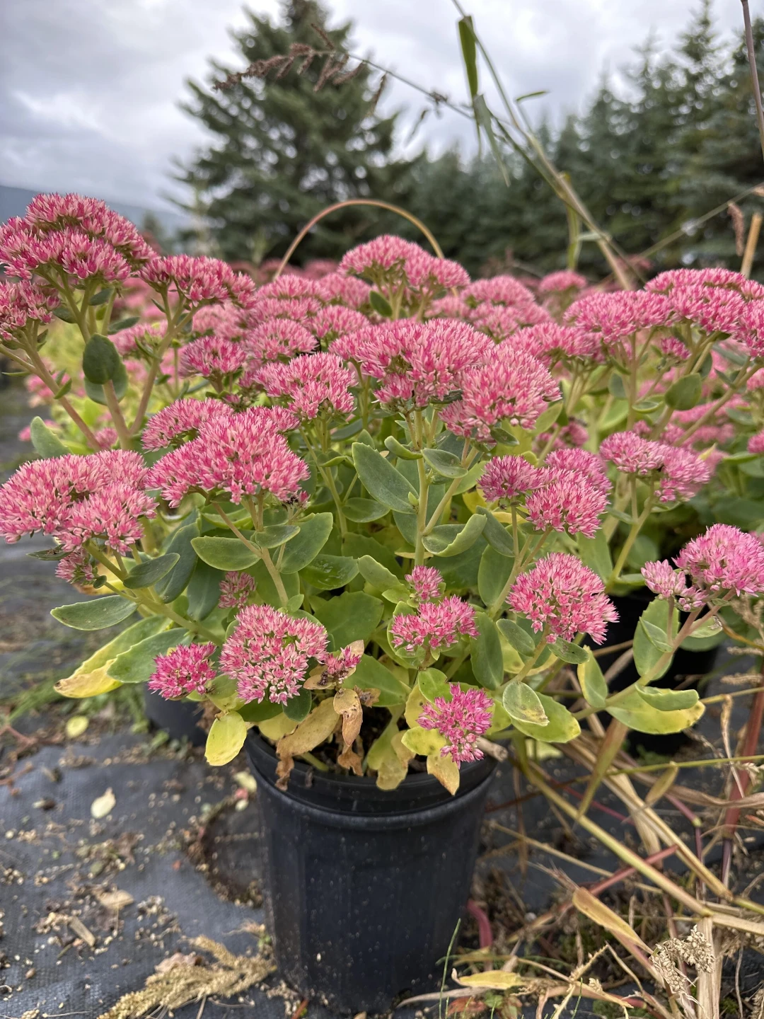 Sedum Plant - photo 4