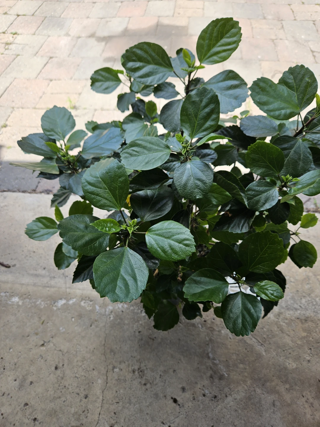 Hibiscus Plant in in 10" pot