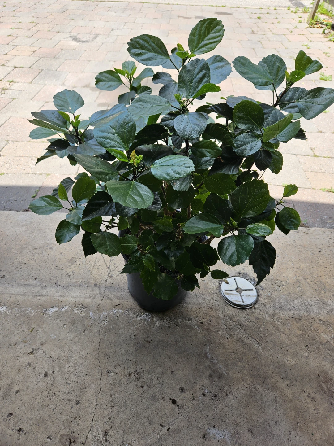 Hibiscus Plant in in 10" pot - photo 2