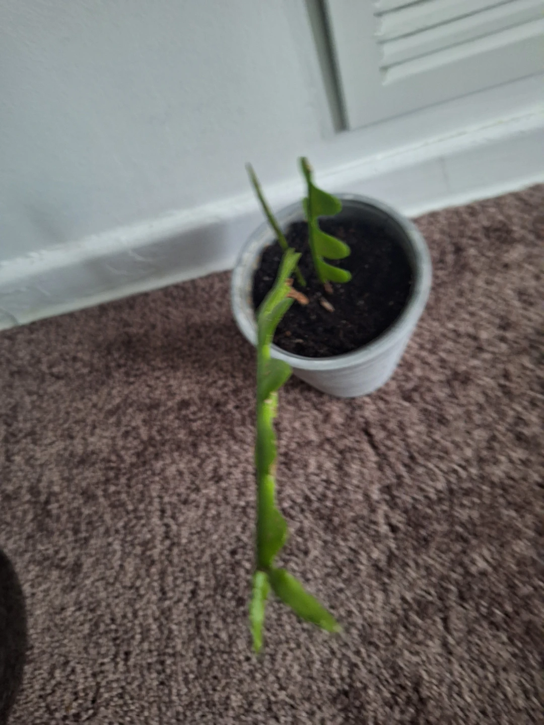 Fishbone Cactus Plant - photo 4