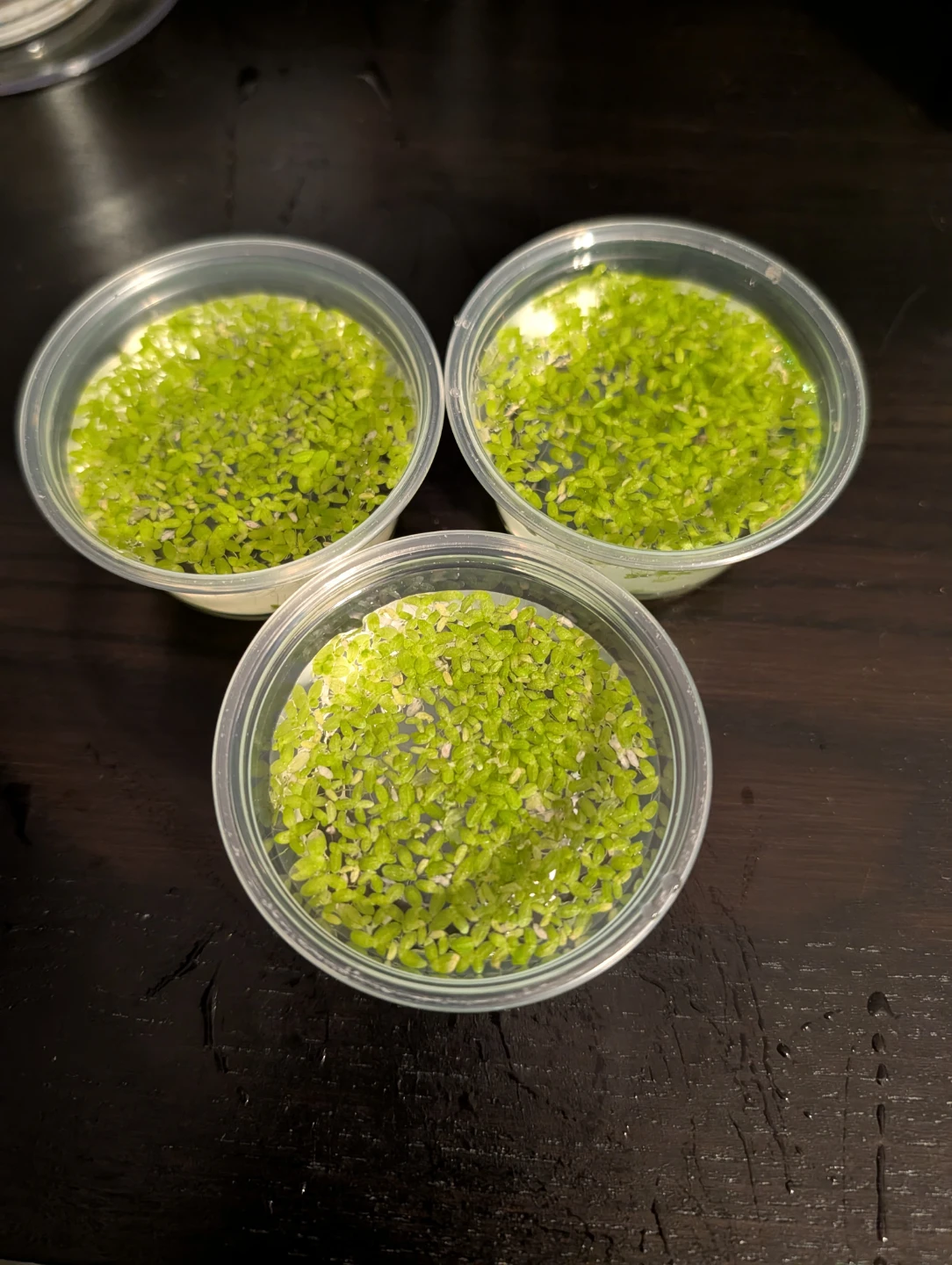 Aquarium Duckweed Plant