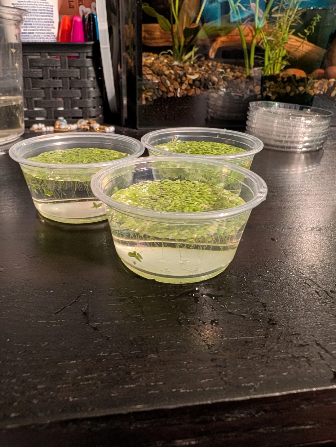 Aquarium Duckweed Plant - photo 2