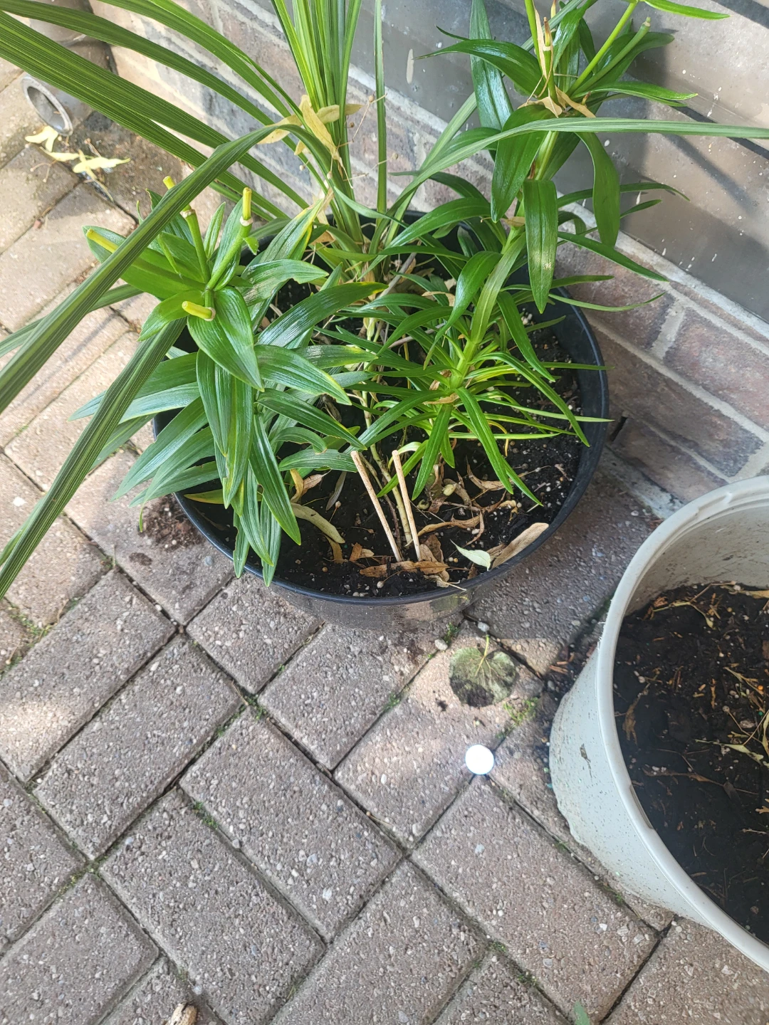 Potted Green Plant