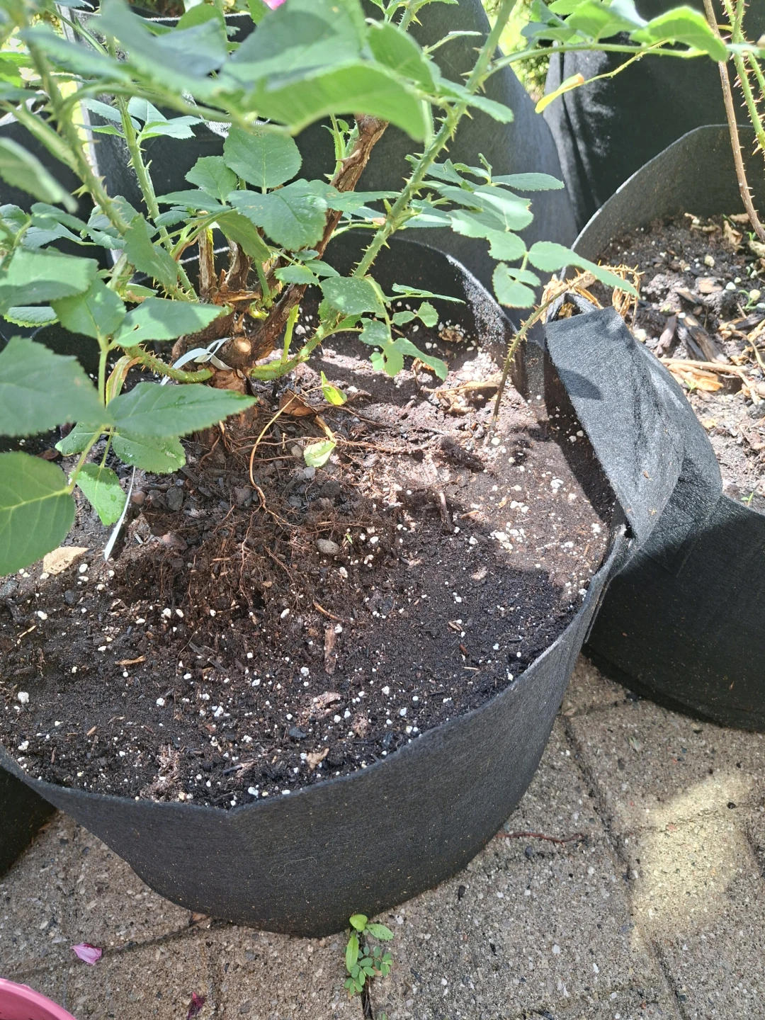 Petite Lisette Rose Plant - photo 2