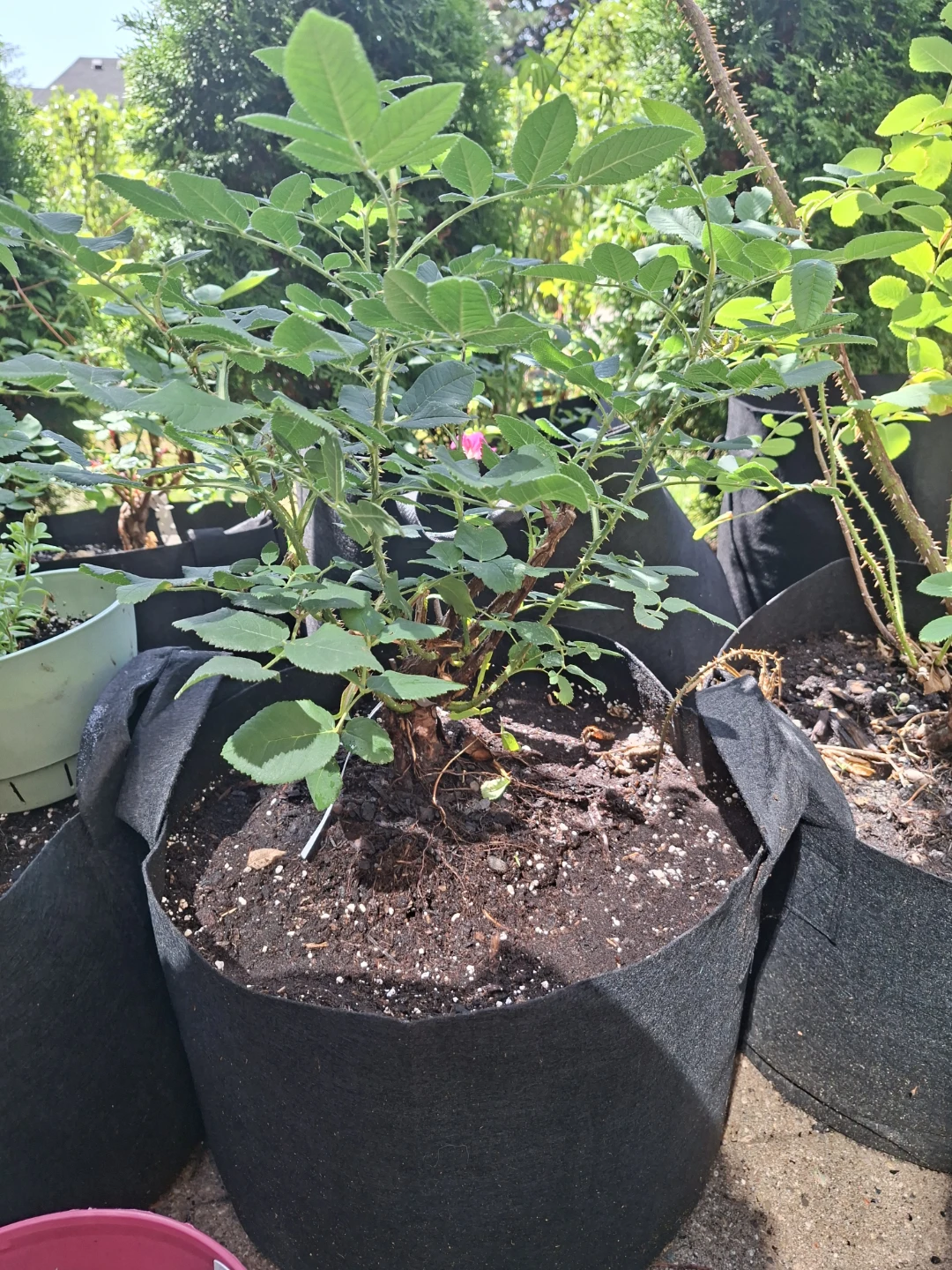 Petite Lisette Rose Plant - photo 3