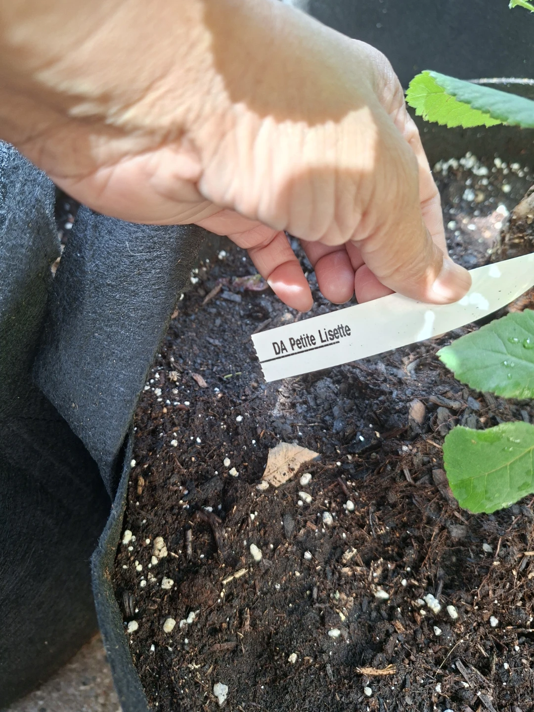 Petite Lisette Rose Plant - photo 5